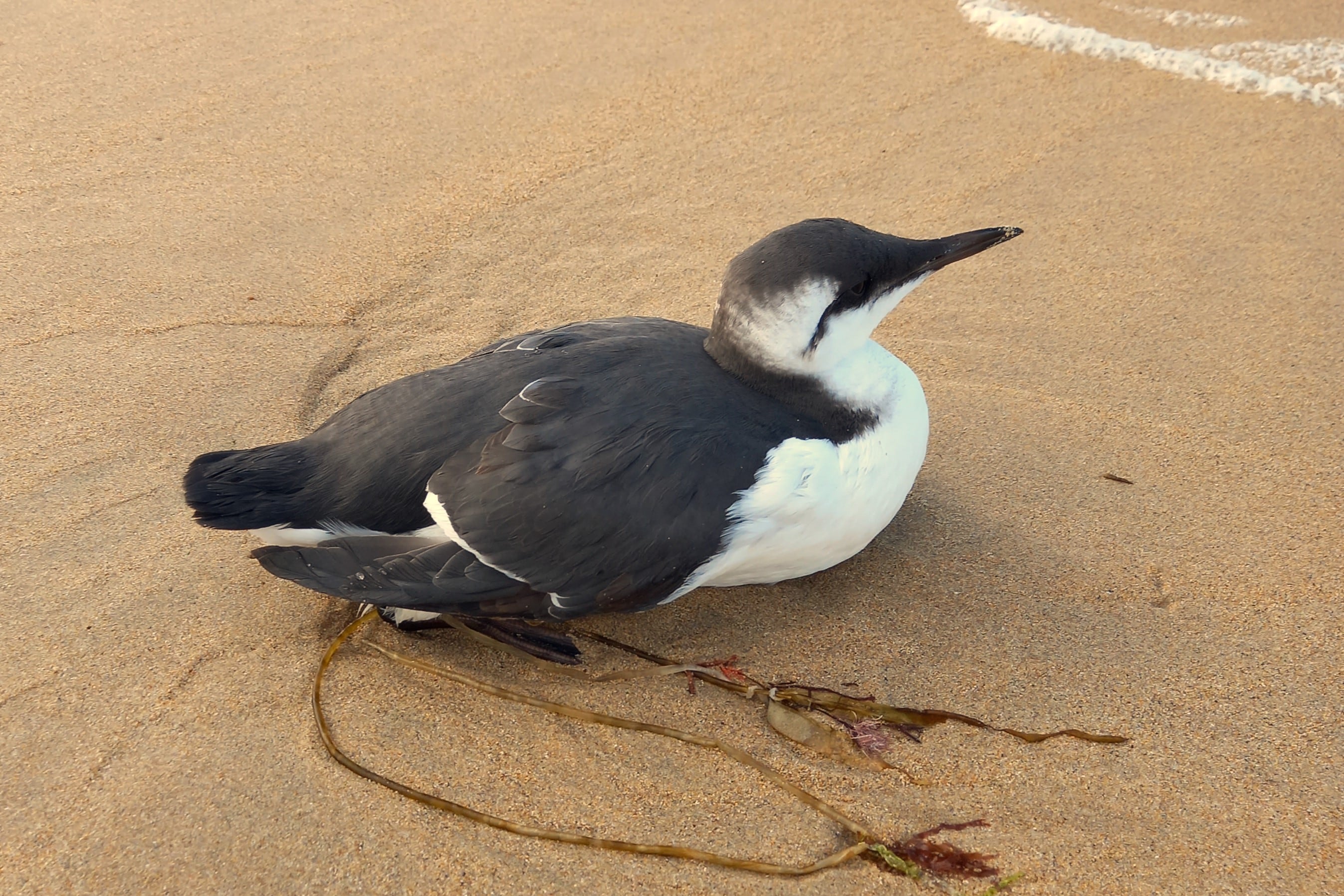 This guillemot might survive after a rest - unless it has bird flu