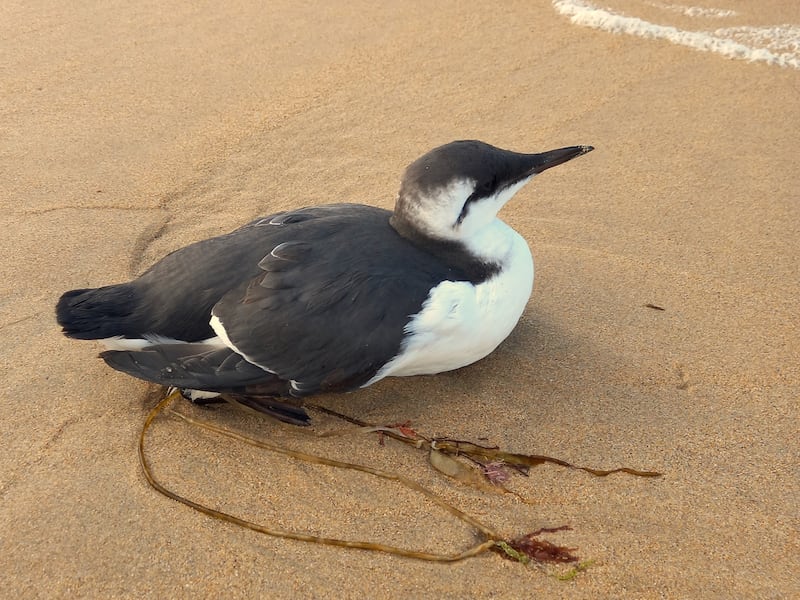 This guillemot might survive after a rest - unless it has bird flu