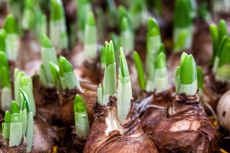 Budding daffodil bulbs.
