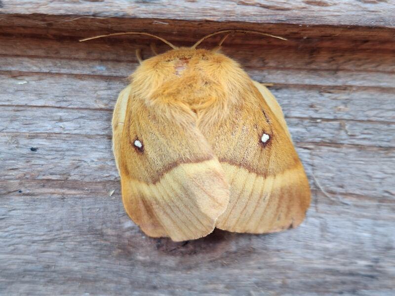 Female oak eggar. Photograph supplied by Mark Boyden