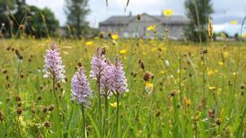 Is Galway worthy of  its Green Leaf award?