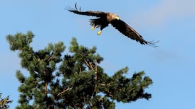 Rare eagle pairs up with male in Clare after visiting grieving father