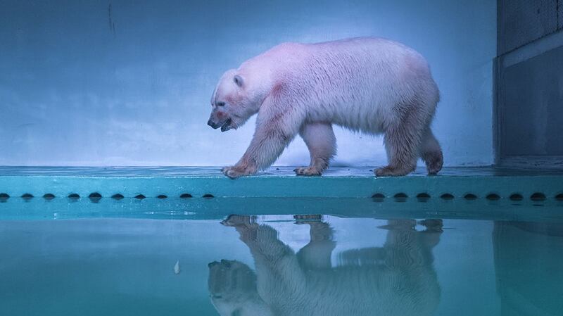 Polar bear Pizza at an aquarium in Grandview shopping mall on July 27th, 2016 in Guangzhou, China. Pizza is the only live polar bear in south China’s Guangzhou. Photograph: Getty Images