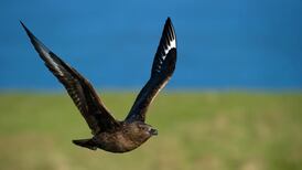 Eye on Nature: Your notes and queries for Ethna Viney