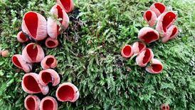 Eye on Nature: Scarlet elfcups and a herald moth
