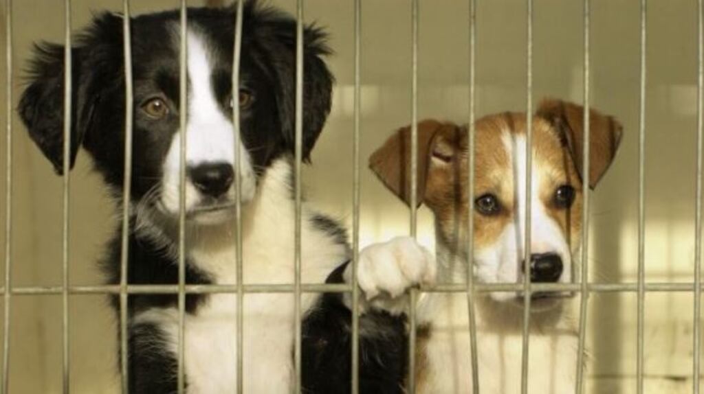 The court heard that, following a site visit by the regulator in June 2018, there was concern Animal Heaven Animal Rescue was still not keeping proper books and accounts. File image: Frank Miller