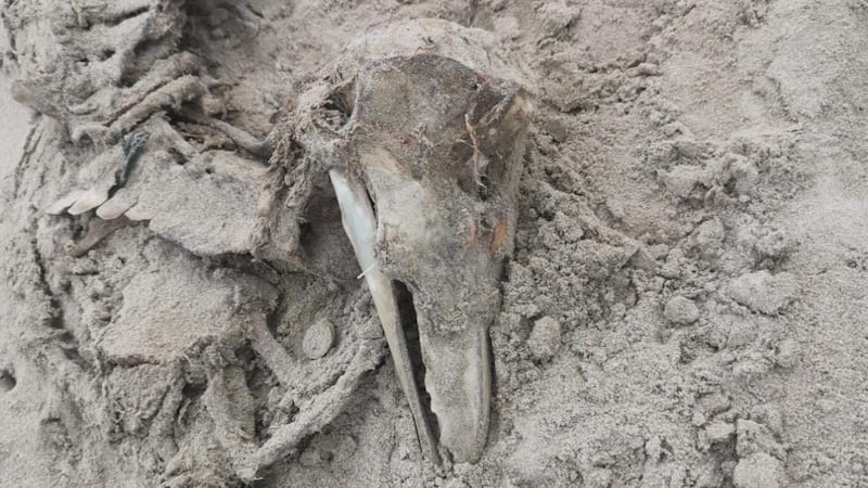 Black-backed gull skeleton