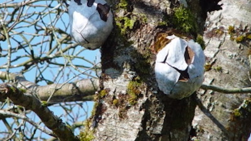 the slime mould, Enteridium lycoperdon.
