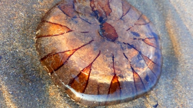Compass jellyfish