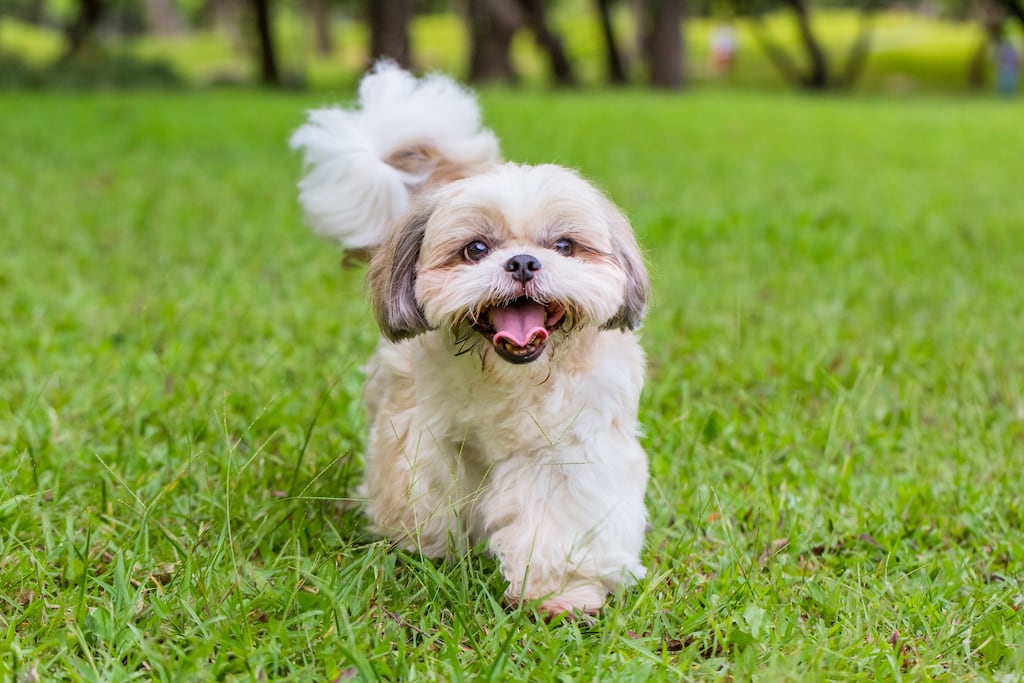 File photograph of a Shih Tzu dog. Photograph: Getty Images
Getty