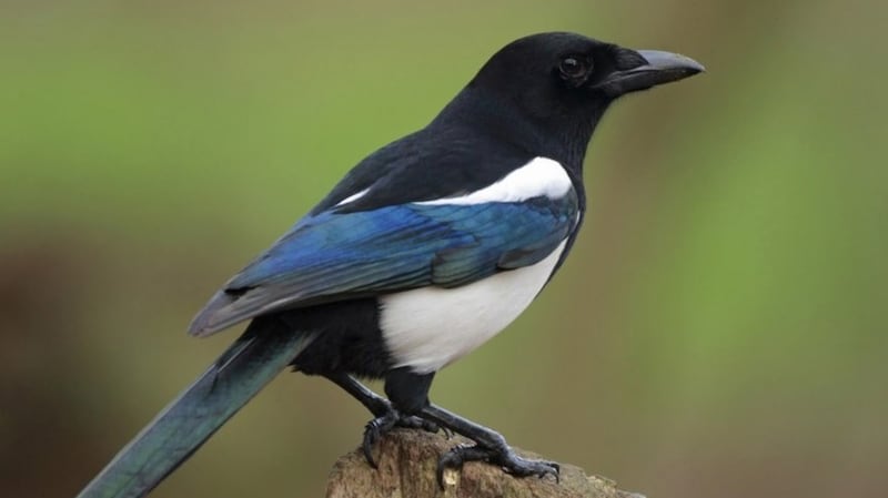 Magpie