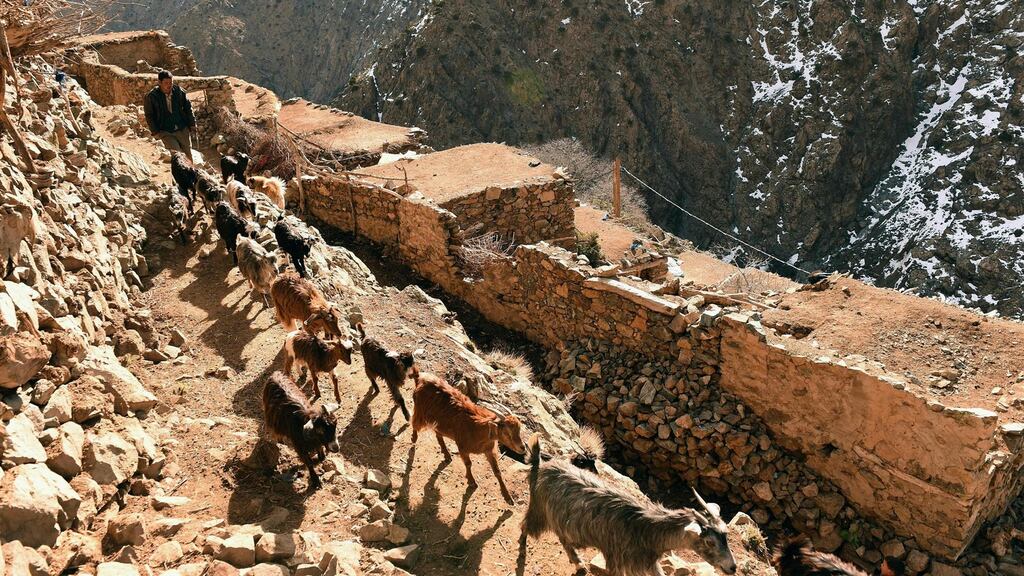 A Moroccan shepherd leads his goats on a path in the village of Taghzirt, in Morocco’s el-Haouz province in the High Atlas mountains. The bodies of two Scandinavian women with cuts to their necks were found on Monday in a village in Morocco’s High Atlas mountains. Photograph: Fadel Senna/AFP/Getty Images