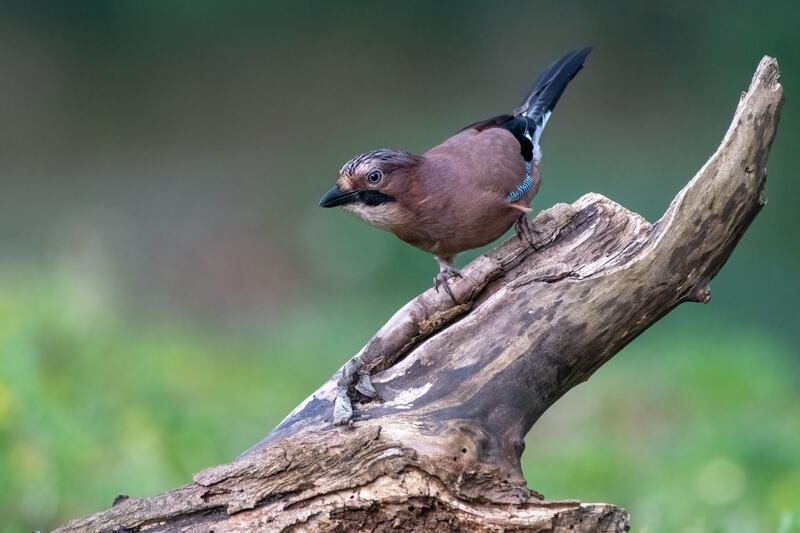 Jay. Photo: John Murphy