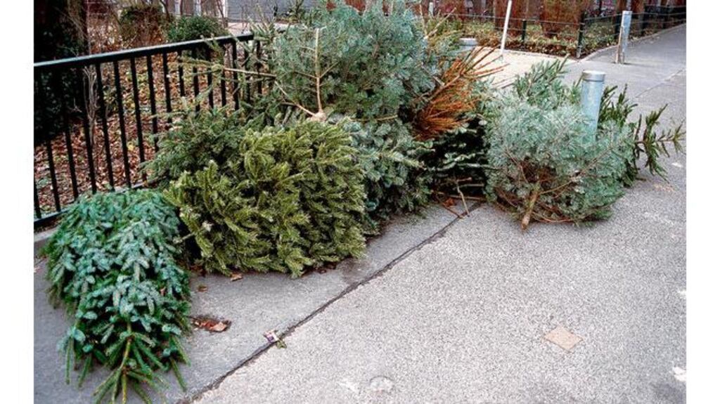 Destined for the shredder: The life of a Christmas tree is both glorious and tragic