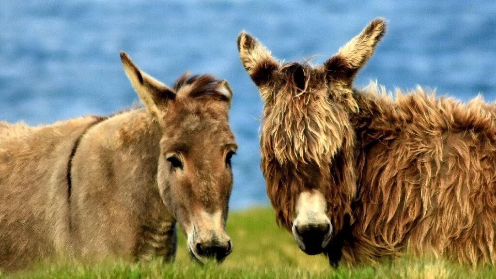 Summer Pix 2019: hirsute and herself. Photograph: Christy Kenneally