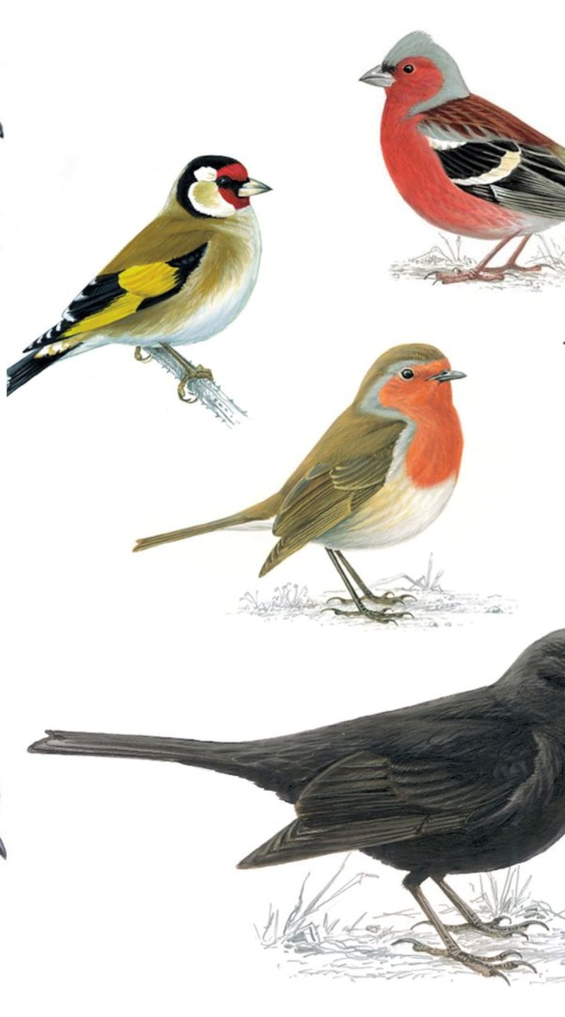 Léaráidí: Mike Langman/rspb-images.com