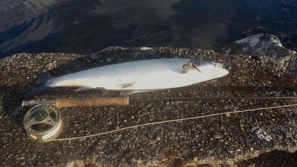 Paraic McDonagh landed this nice salmon of 8lb from Beat 1 on a Black Shrimp pattern on the Costello and Fermoyle Fishery, Connemara, Co Galway