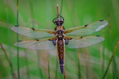 ‘Beautiful, crisp and clear’: Winning pictures in Biodiversity Photographer of the Year contest are announced