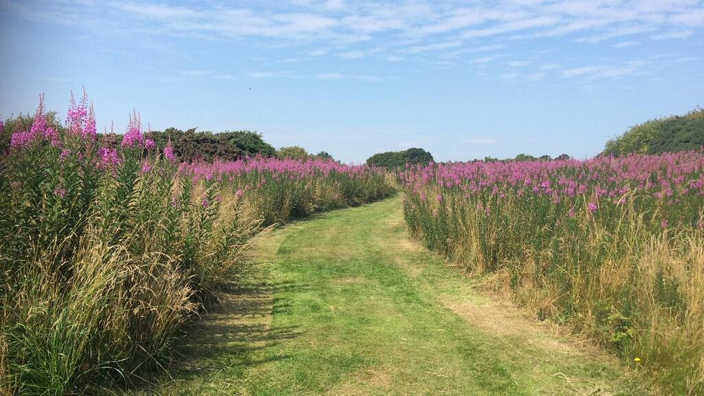 Get out: life slows down when we walk. Our stress reduces, our worries lift and creativity flows.