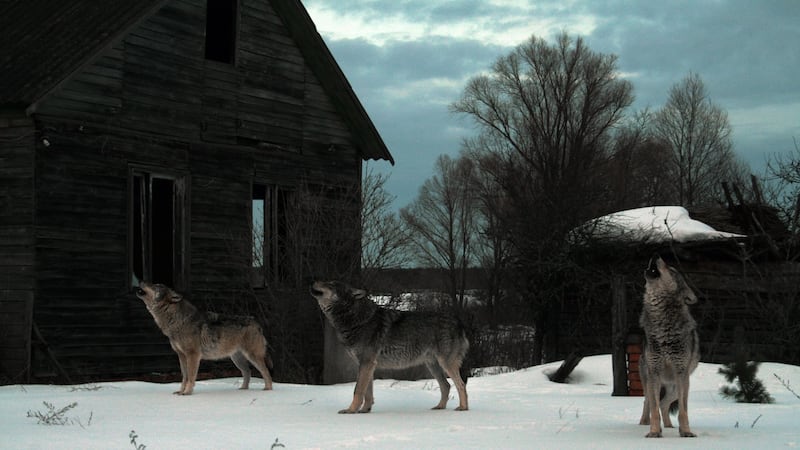 Howling wolves in abandoned village in Chernobyl. Photograph: iStock/Getty Images