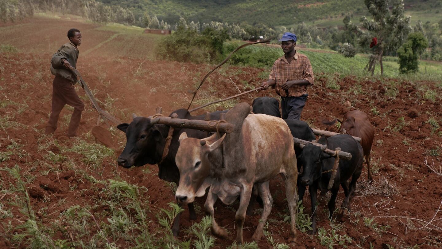Ploughing with oxen in Tanzania