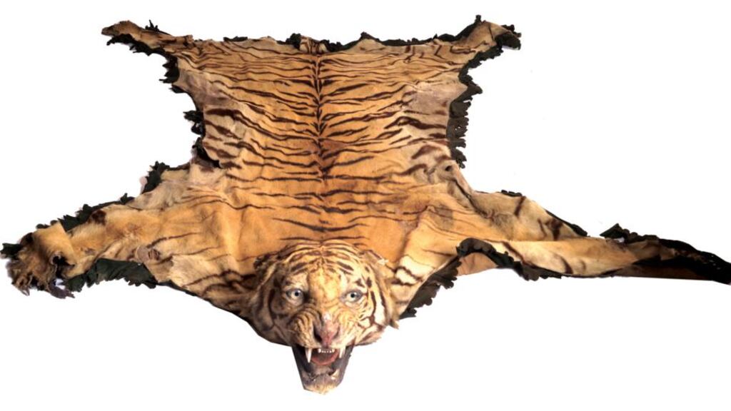 The tiger skin, which has been carefully preserved, was brought home to Ireland as a souvenir of the British Raj