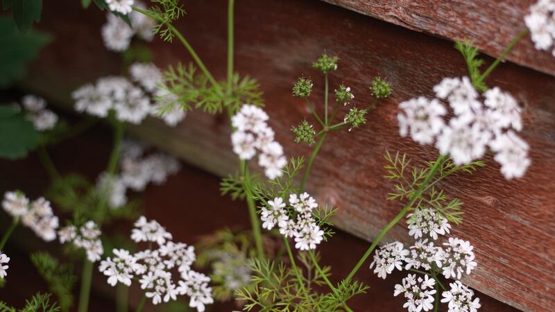 The dainty flowers of coriander. Photograph: Richard Johnston