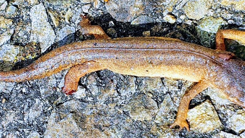 The common newt.