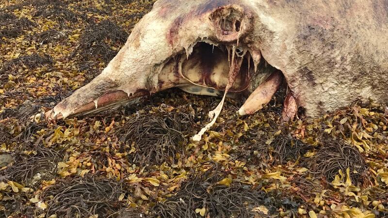 One of 20 Cuivier’s beaked whales washed up on Donegal coast in past month. This one was found in Loughrosmore estuary. Photograph: Francis O’Donnell.