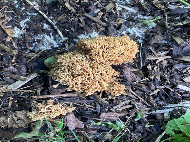 Upright coral fungus. Photograph: Ann Brennan