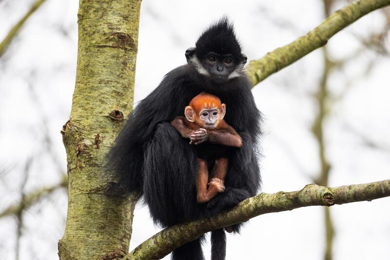 Fota Wildlife Park has announced the birth of a baby François' langur monkey, an endangered species. Photograph: Darragh Kane