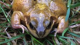Is the frog in my photo about to spawn? Readers’ nature queries