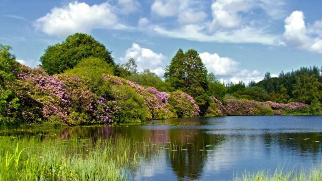 Rossmore Forest Park. Photograph: Monaghan Tourism