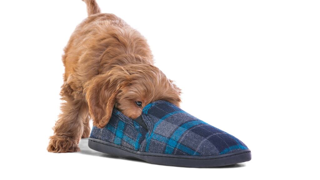 New pup: we’re learning to communicate despite her love of chewing slippers and just about everything else. Photograph: iStock