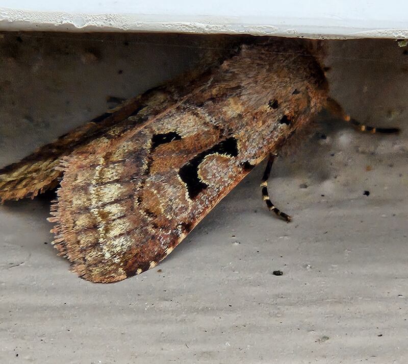 Hebrew character moth, supplied by Katrina Collins
