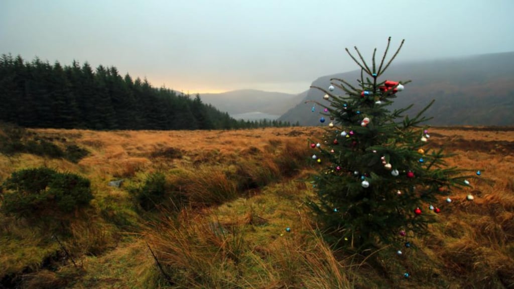 The Christmas tree in Co Wicklow’s Sally Gap. “I suppose it’s littering, but it’s really sporadic and rare,” says official. Photograph: Nick Bradshaw