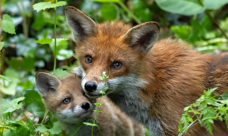 'Mother and Cub Fox' was shortlisted. Photograph: Shay Connolly