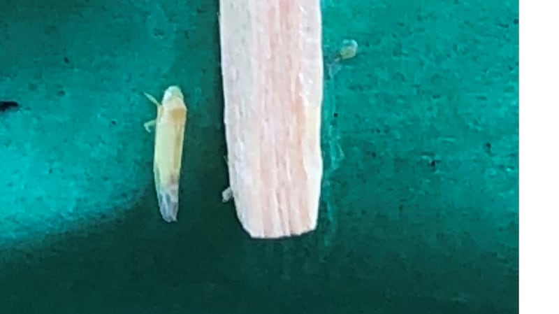 Apple leafhopper, Edwardsiana crataegi