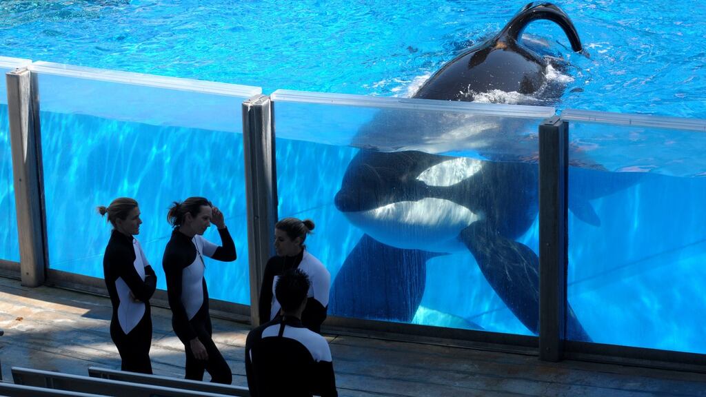 Tilikum watches as SeaWorld Orlando trainers take a break during a training session at the theme park’s Shamu Stadium in Orlando, Florida, in March 2011. File photograph: Phelan M Ebenhack/AP Photo