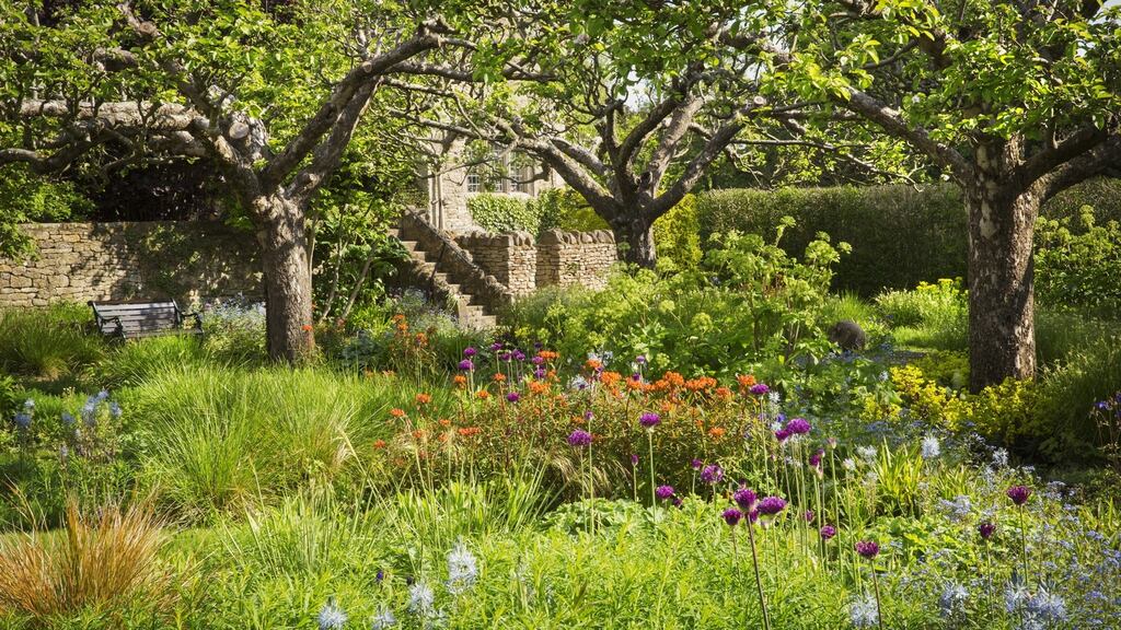 The glory of a self seeding garden