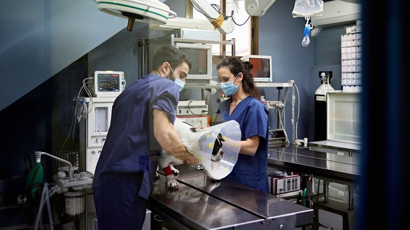 Up to 120 young Irish people travel abroad each year to study veterinary science at universities in the UK and in cities such as Warsaw in Poland and Budapest in Hungary. Photograph: iStock
