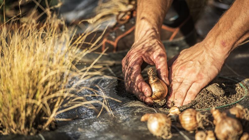 Plant some spring-flowering bulbs now and they’ll come up like magic next srping. Photograph: iStock