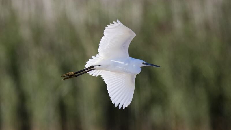 Eyes on nature: a little egret like the ones that Joseph Fagan saw in Chapelizod in Dublin. Photograph: Andrew Howe/iStock/Getty