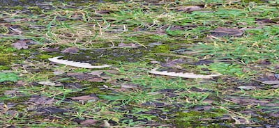 Jawbones with teeth. Photograph: William Roberts
