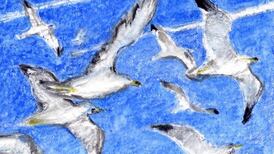 How gulls spurned the seas and got hooked on fast food