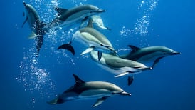 Thousands of dolphins may be dying off west coast of Ireland every year, ‘and nothing is being done’