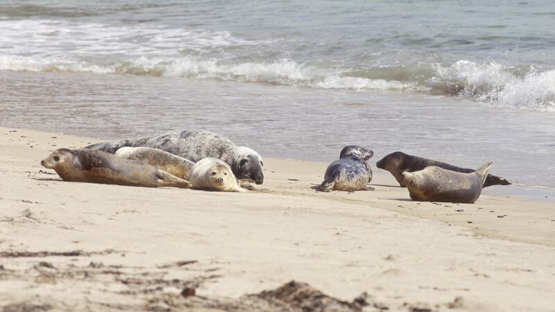 A for Adoption: Grey seal (Halichoerus grypus) herd on beach, Blasket Islands, Dingle Peninsula.