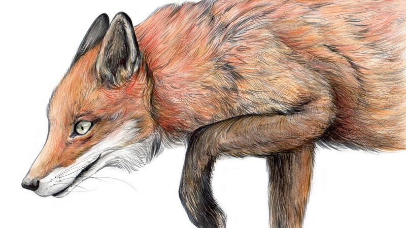 Wildlife wonders for little people