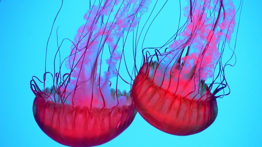 You can treat some stings yourself using first aid but if the symptoms are serious – such as severe pain, swelling or difficulty breathing, seek immediate medical attention or call an ambulance.