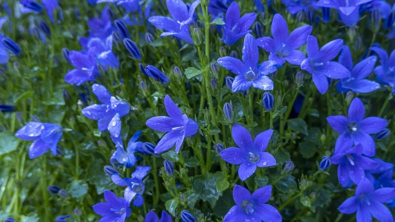 Campanula carpatica. Photograph: iStock via Getty